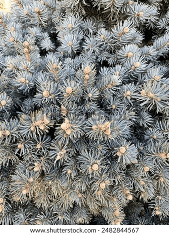 Similar – Green spruce plant growing in park