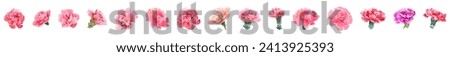 Set of pink carnation's flowers heads in watercolor style on white background. Close-up, panoramic view. Collection for Mother's Day, Victory Day. Digital draw, realistic vintage illustration, vector