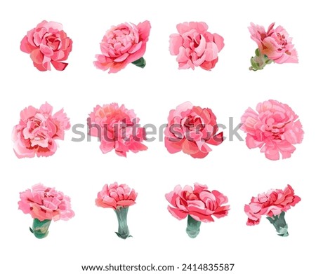 Set of pink carnation’s flowers heads in watercolor style on white background. Close-up, panoramic view. Collection for Mother's Day, Victory Day. Digital draw, realistic vintage illustration, vector