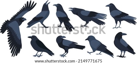 crow set flat design , isolated on white background, vector