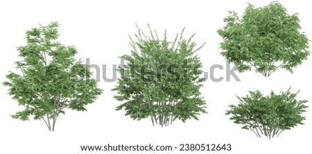 3D rendering of Elm,Acacia,Locusts trees on transparent background, for illustration, digital composition, and architecture visualization