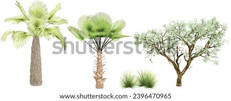 Trachycaprus,Trachycaprusfortunei,Ucla,Agave stricta trees isolated on white background, tropical trees isolated used for architecture