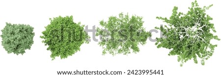 Jungle Carpinus betulus Frans Fontaine,Betula pendula Youngii trees shapes cutout 3d render from the top view