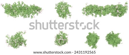 Top view of isolated Pink bower vine leaves in 3d rendering on white background