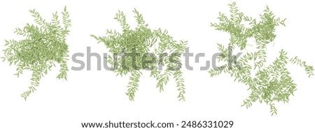 set of Potamogeton lucens plants rendered from the top view, 3D illustration, for digital composition, illustration, 2D plans, architecture visualization