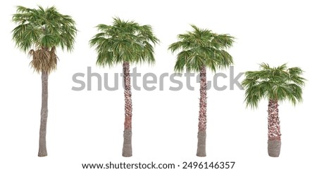 Mexican Fan palm trees isolated on white background, tropical trees isolated used for architecture