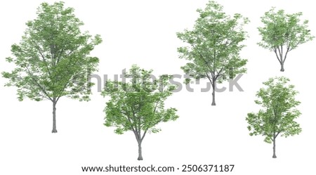 Ohio buckeye trees with transparent background, 3D rendering, for illustration, digital composition, architecture visualization