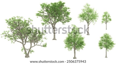 White oak trees with transparent background, 3D rendering, for illustration, digital composition, architecture visualization