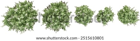 Top view of Otto luyken cherry laurel trees isolated on white background