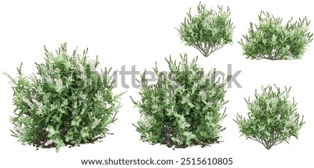 Otto luyken cherry laurel trees isolated on white background