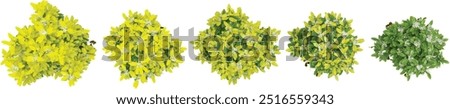 3d rendering of Goldfingers trees on transparent background from top view