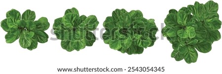 set of Fiddle-leaf fig plant on transparent background from the top view