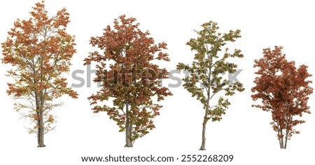 collection of Acer trees isolated on white background