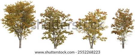 3d rendering of Acer trees on transparent background