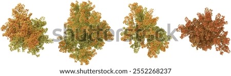 Tropical Acer trees isolated used for architecture from the top view