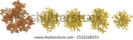 3d illustration of Acer,Ginkgo trees on transparent background from top view