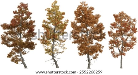 set of Acer trees on transparent background