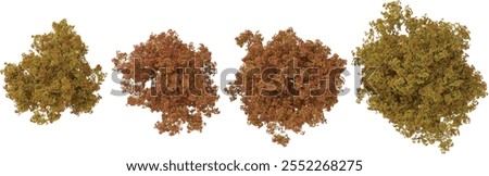 3d illustration of Acer trees on transparent background from top view