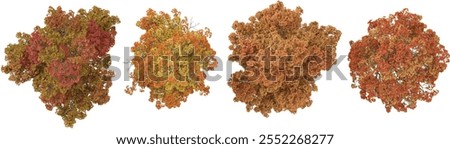 set of Acer trees on transparent background from the top view