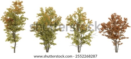 Tropical Acer trees isolated used for architecture