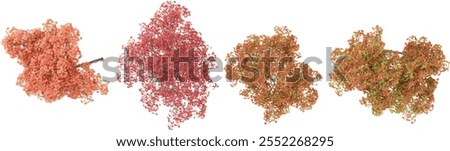 collection of acer trees on transparent background from the top view