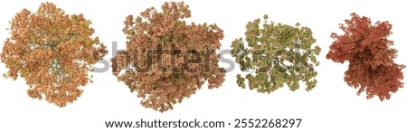 collection of Acer trees isolated on white background from top view