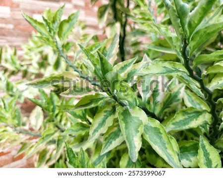 Similar – Image, Stock Photo sagging outdoor