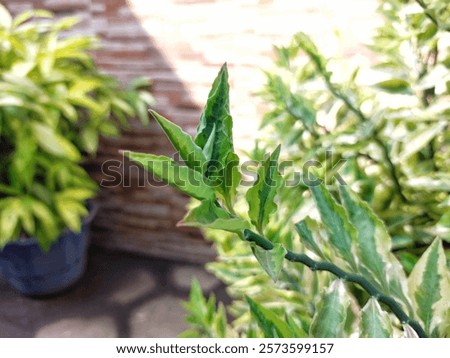 Similar – Image, Stock Photo sagging outdoor