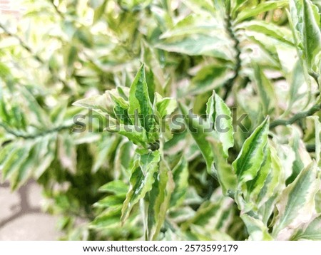 Similar – Image, Stock Photo sagging outdoor