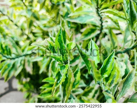 Similar – Image, Stock Photo sagging outdoor