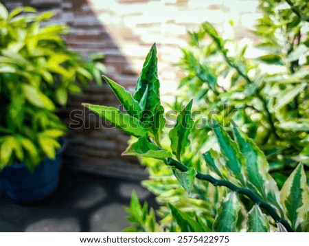 Similar – Image, Stock Photo sagging outdoor