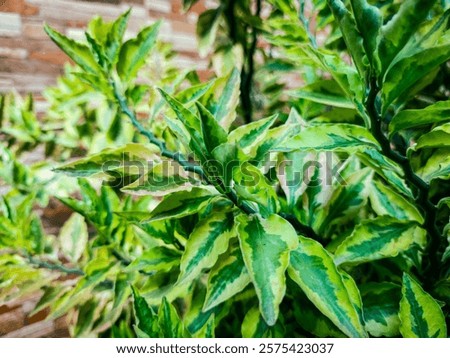 Similar – Image, Stock Photo sagging outdoor