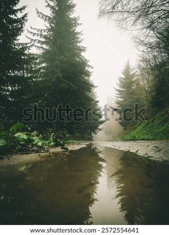 Similar – Foto Bild Wald mit hohen Tannenbäumen und Waldweg