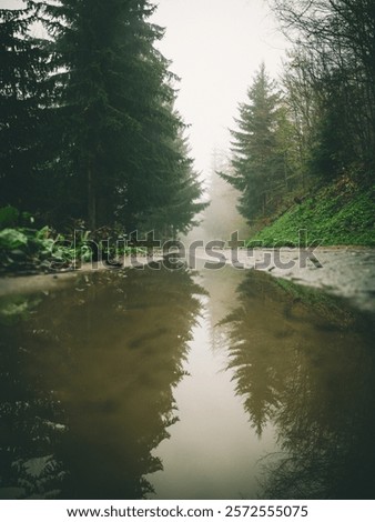 Similar – Foto Bild Wald mit hohen Tannenbäumen und Waldweg