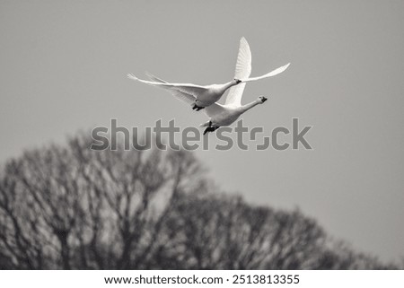 Similar – Image, Stock Photo Dead swan on ice with roses I