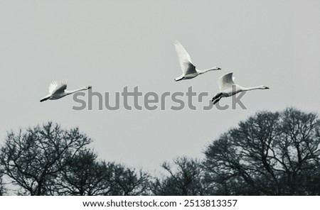 Similar – Image, Stock Photo Dead swan on ice with roses I