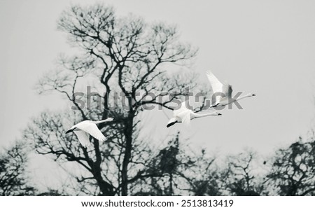 Similar – Image, Stock Photo Dead swan on ice with roses I