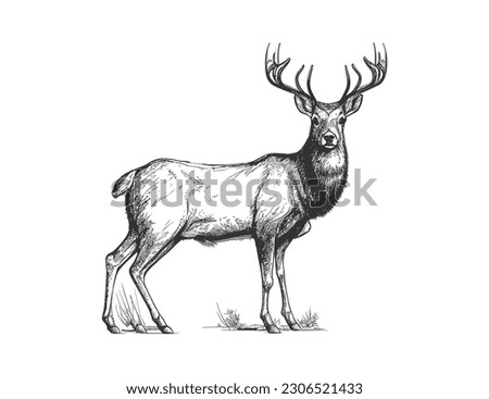 Deer sketch hand drawn doodle style hunting. Vector illustration desing.