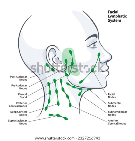 Woman profile facial lymphatic system nodes vector illustration on white background