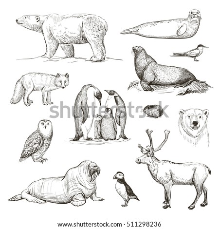 
Vector sketches of animals north and south poles. Isolated on a white background
