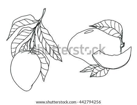 Vector Images Illustrations And Cliparts Mango Coloring Vector Outline Fruit Hqvectors Com