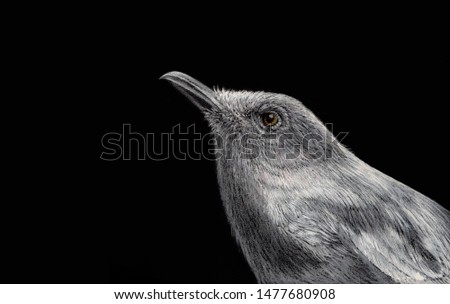 Similar – Image, Stock Photo Oriental magpie robin Painted with white ink and crayon on black paper