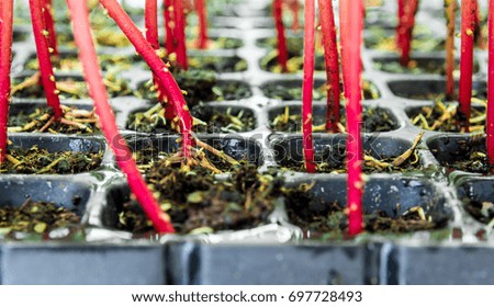 Similar – Image, Stock Photo Red trunk of marigold seedling in plastic seedling tray