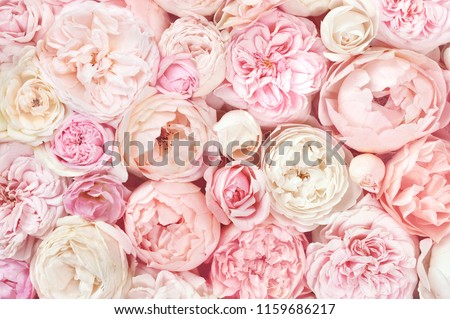Photo of Summer blossoming delicate roses on blooming flowers festive background, pastel and soft bouquet floral card
