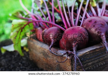 Similar – Image, Stock Photo Fresh bio harvest red currant