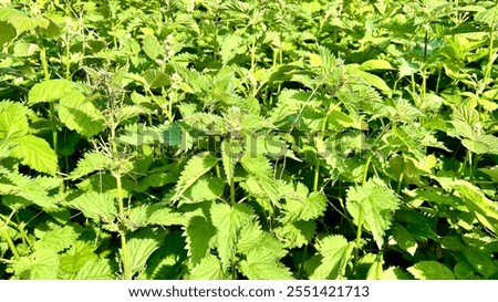 Similar – Image, Stock Photo Nettle as background