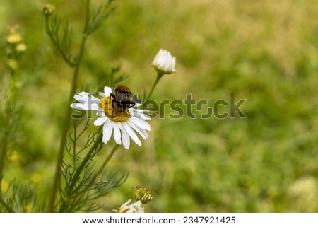 Similar – Foto Bild mehr Margeriten