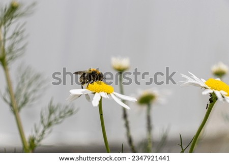 Similar – Foto Bild mehr Margeriten