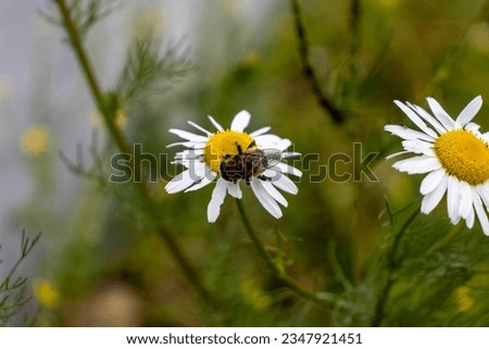 Similar – Foto Bild mehr Margeriten