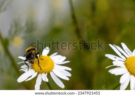 Similar – Foto Bild mehr Margeriten